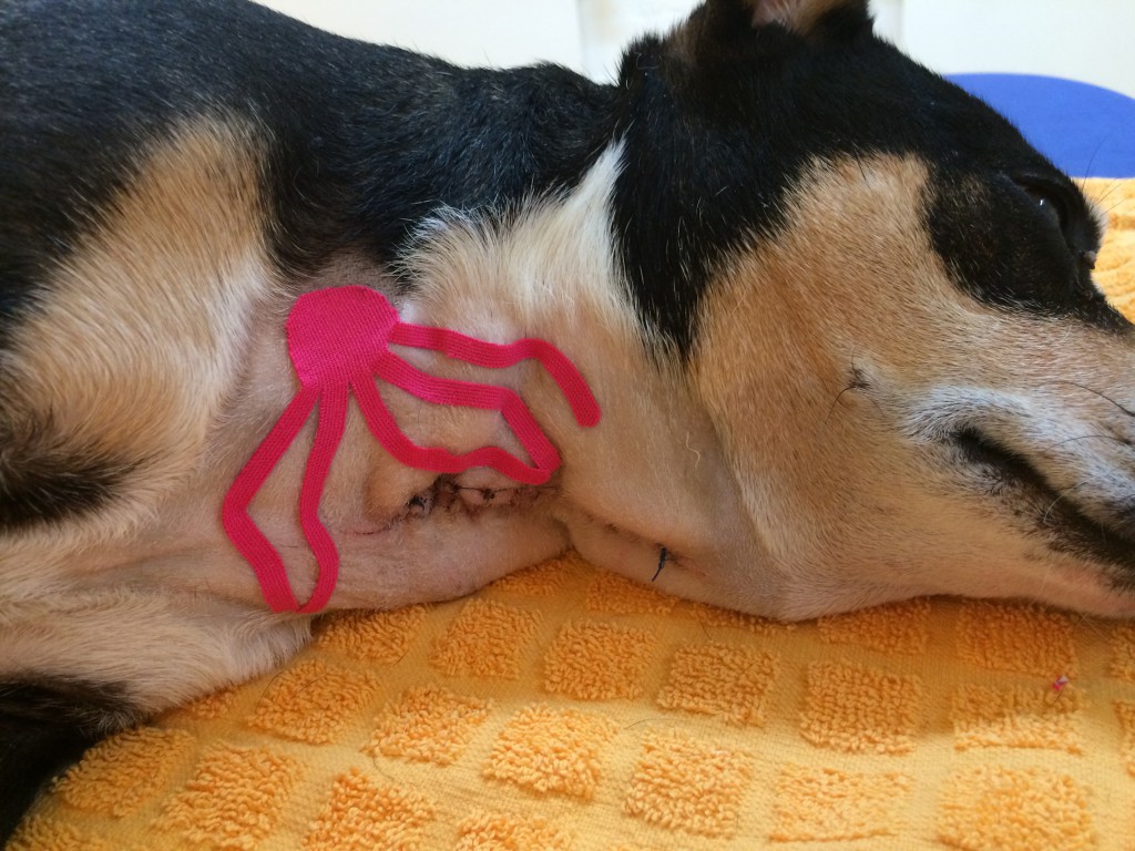 Therapie Angebot Hundephysiotherapie